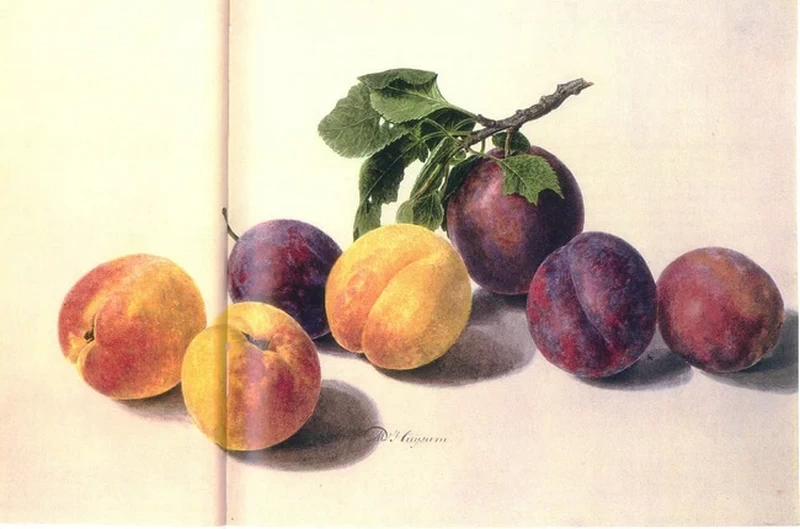 Albicocche e prugne